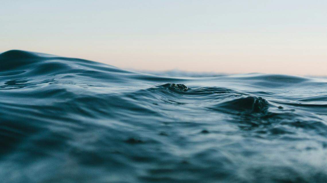 Onlookers got to view sea creatures during their feed, California officials said.