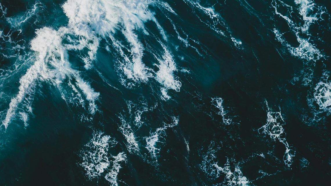 “Uncommonly seen” sea creatures were spotted off the coast of California.