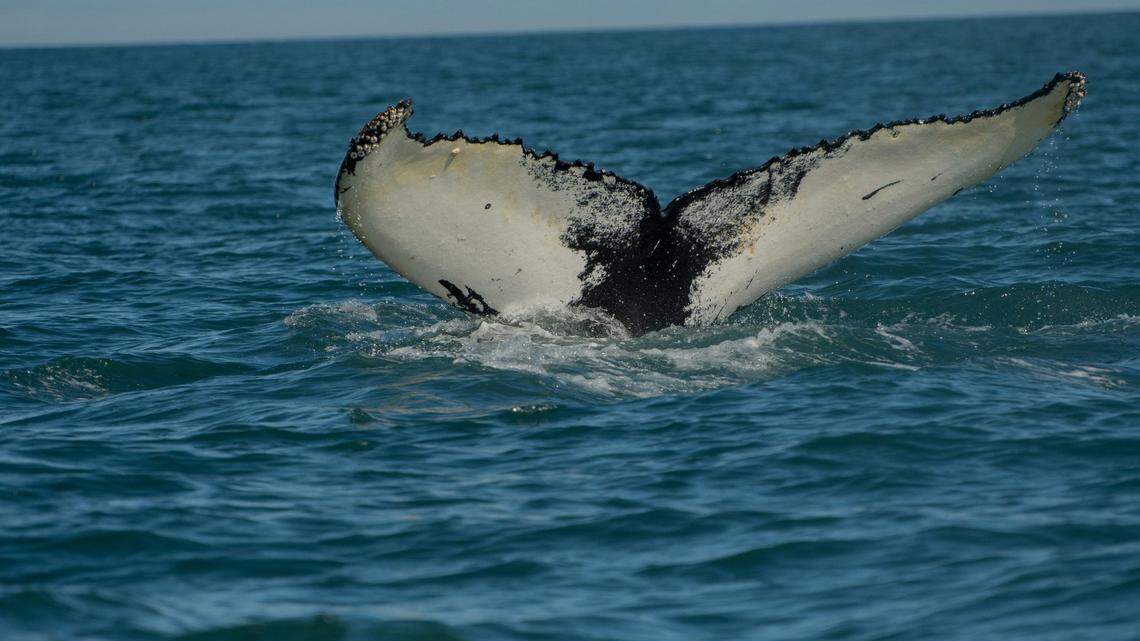 Humpback whales are abundant this time off year off the coast of Northern California, much to the delight of whale watchers.