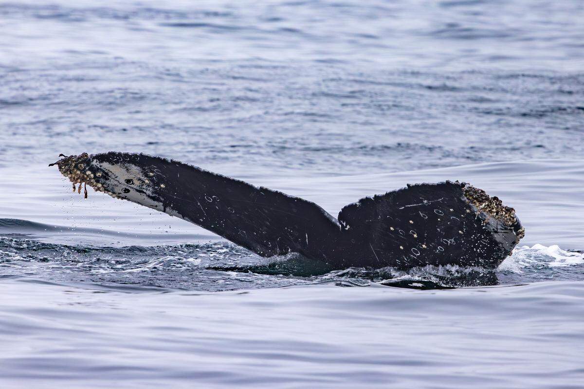 Boaters got the chance to see a humpback whale named Snowy Owl off the coast of California.