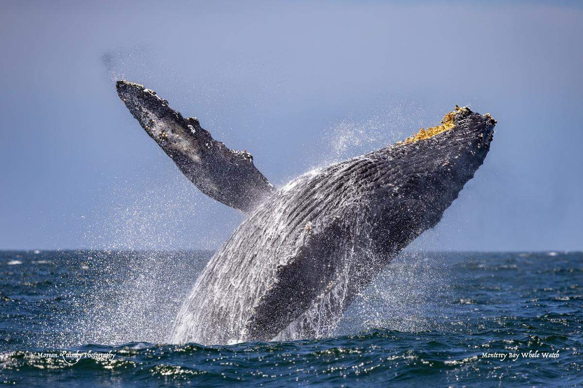 A humpback whale was spotted off the coast of California.