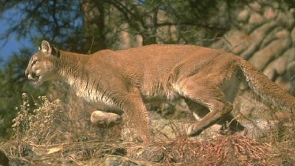 Officials relocated two male mountain lions that were preying on dwindling bighorn sheep populations in the Sierra Nevada Mountains. The cats starved to death trying to make it back home from the barren Mojave Desert.