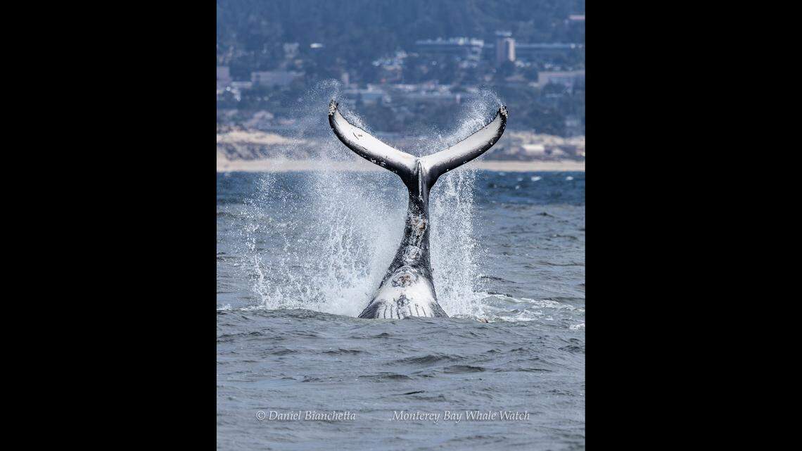 A humpback whale was spotted showing off its tail in California.