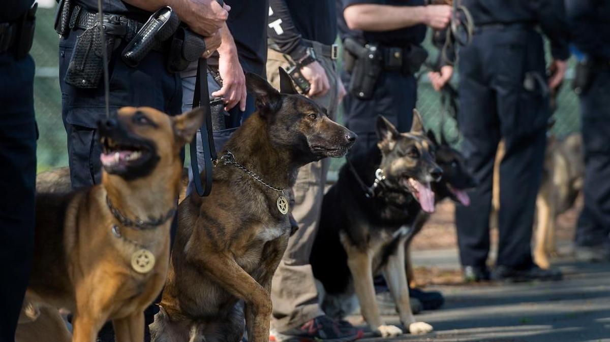 FILE - Police officers and their dogs prepare for a training exercise at the now-vacant Sutter Hospital in Sacramento on Wednesday, February 24, 2016.