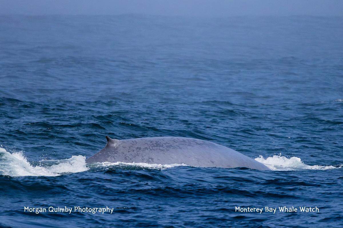 A blue whale was spotted off the coast of California, boaters said.