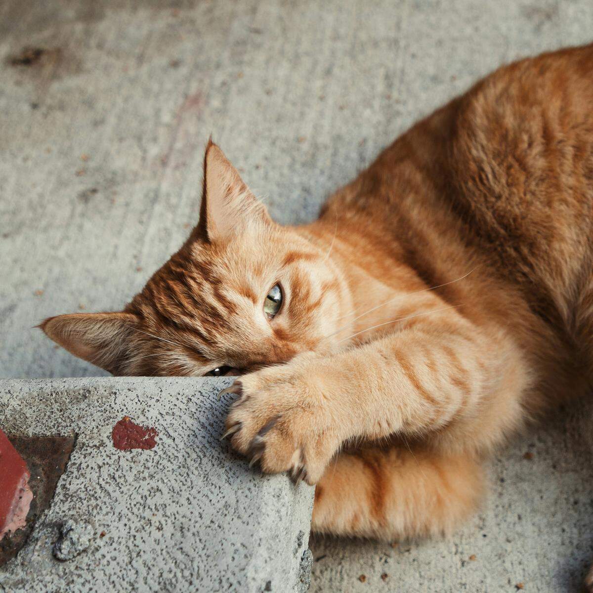 The top two most common conditions cat owners claimed on their insurance were both emergency issues, though seven of the top 10 were chronic diseases.