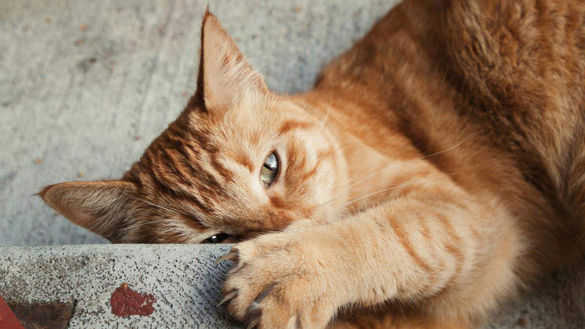 It is now illegal for veterinarians to declaw cats in California as a result of a new law banning the procedure.