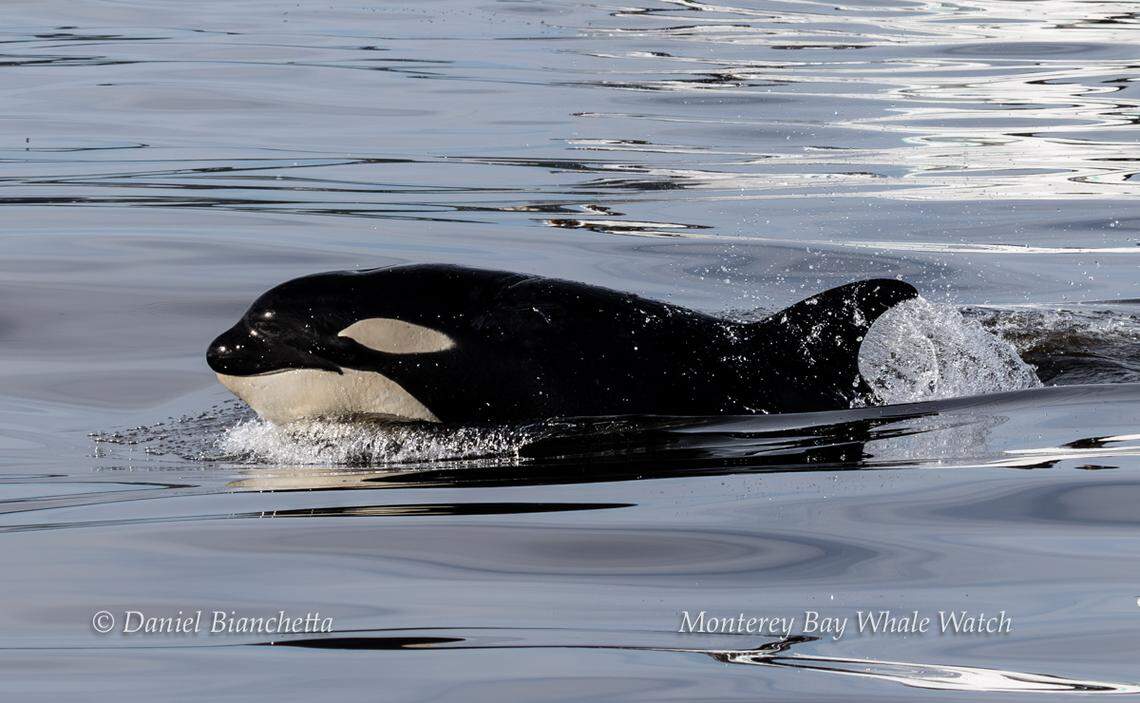 The pods were seen hunting sea lions during the encounter, the California company said.