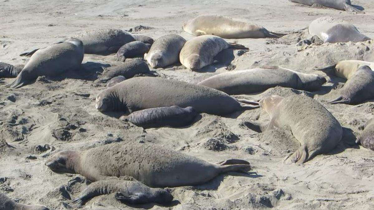 Elephant seals were seen cooling down by covering themselves in sand.