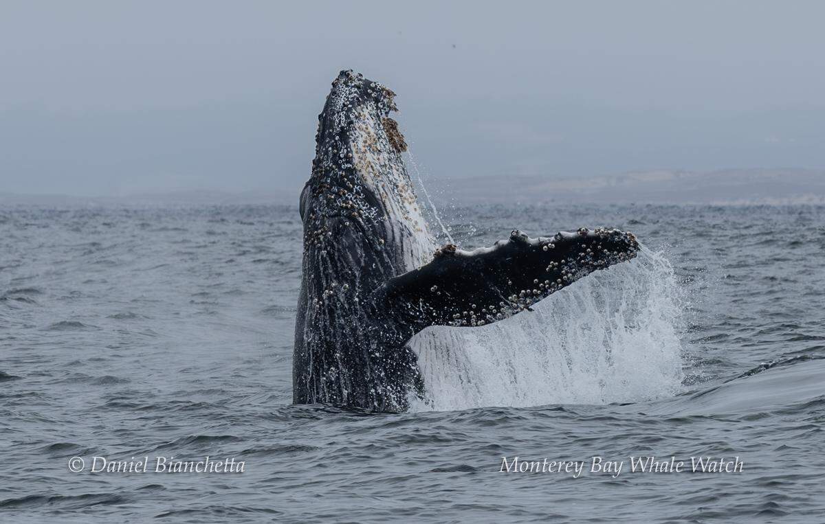 An “acrobatic” humpback whale was spotted off the coast of California.