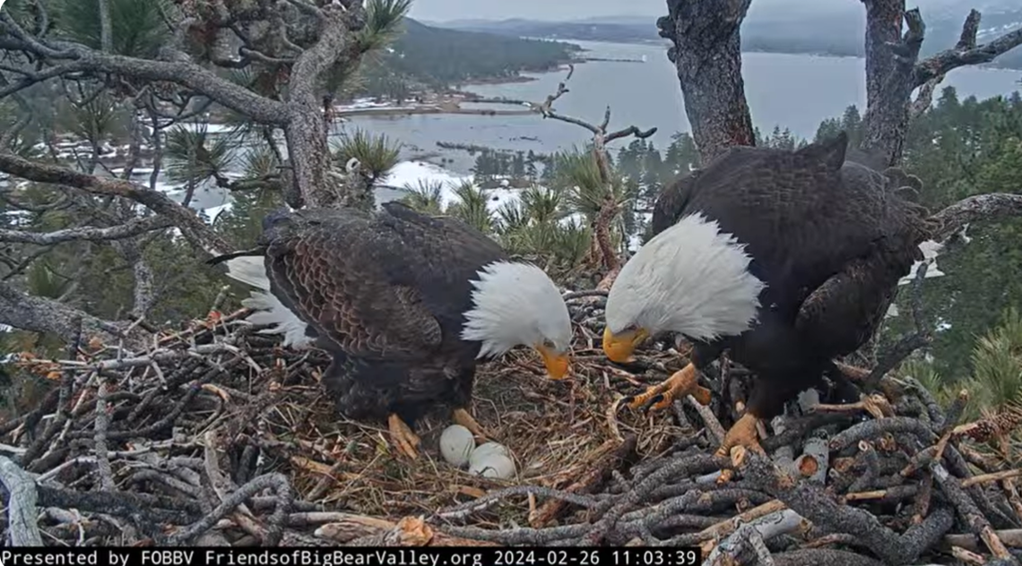 Bald eagles Jackie and Shadow seen looking at their three eggs on Feb. 26.