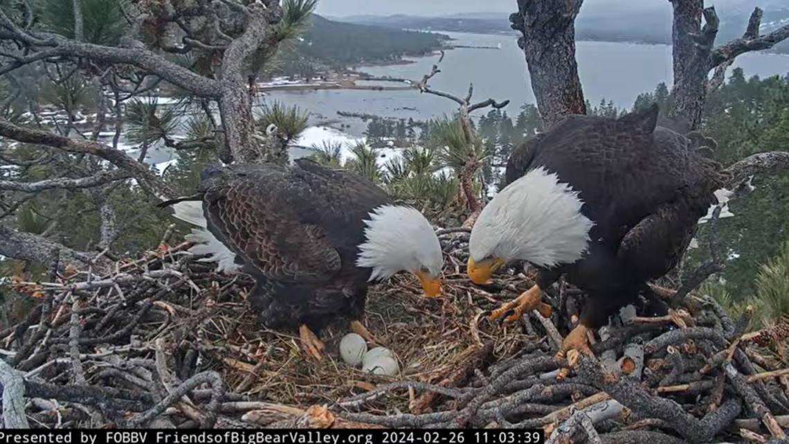 Bald eagles Jackie and Shadow have been incubating three eggs in their Big Bear, California, nest. It’s possible the first egg might start to hatch Feb. 29.