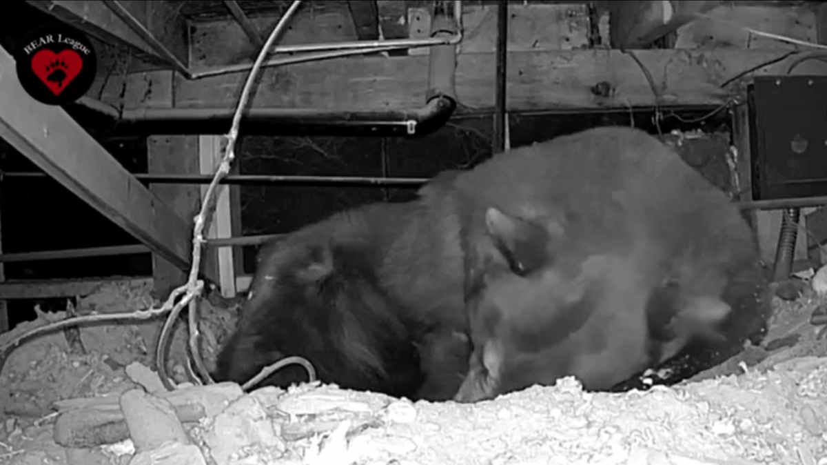 A mama bear gave birth to three noisy cubs in the crawlspace of a Lake Tahoe cabin, video shows.