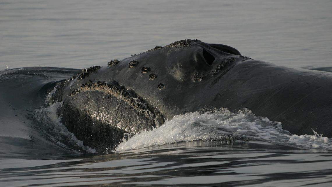 Scientists recognized the creature as a North Pacific right whale due to its distinct features. The whale pictured here is a different right whale than the one spotted on May 24.