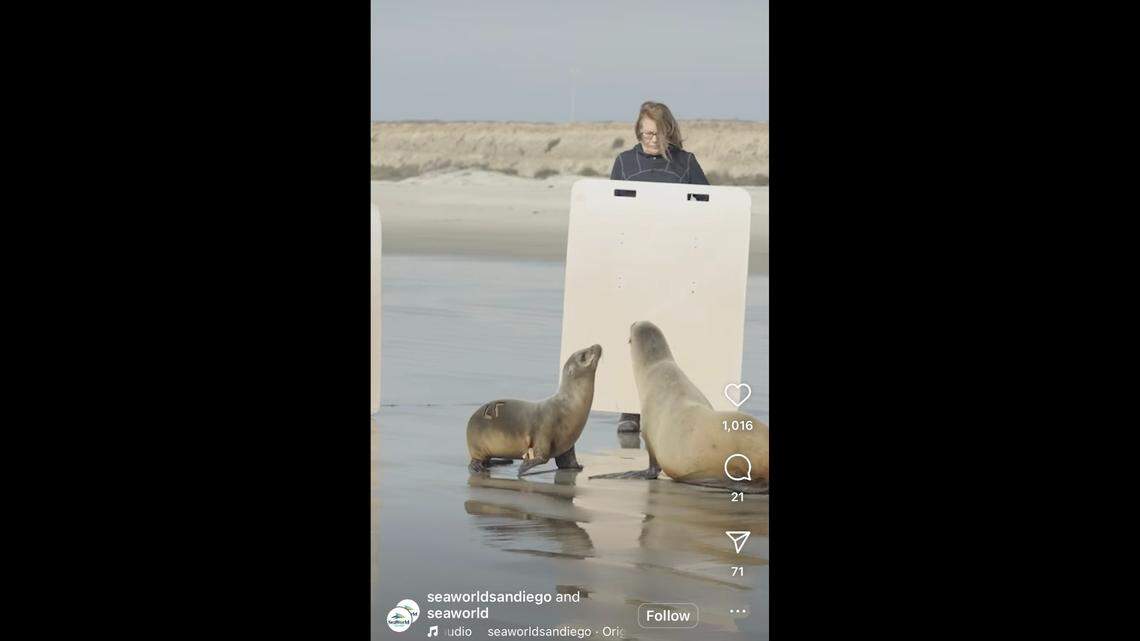 Two sea lions were returned to the ocean in California, rescuers said.
