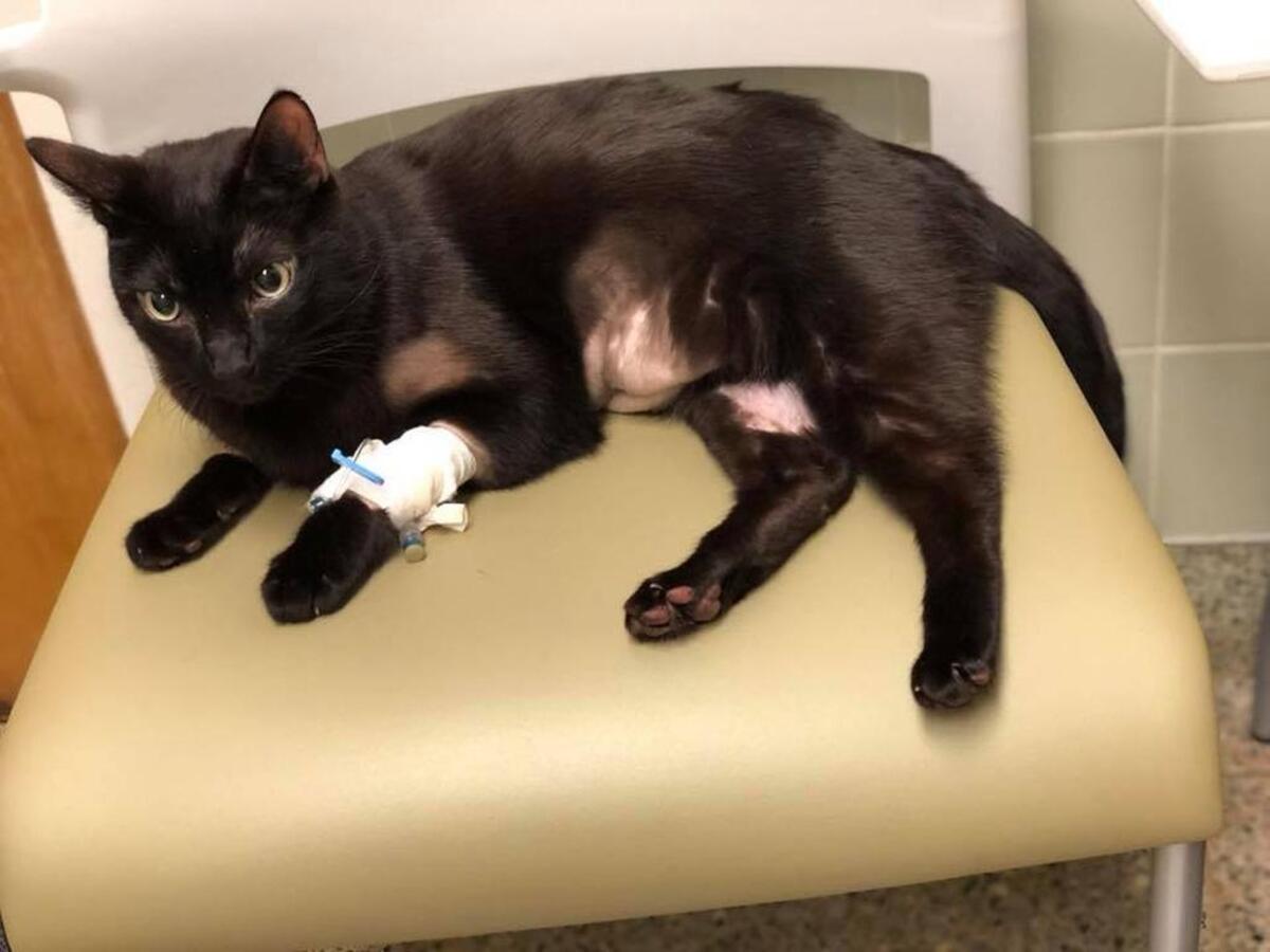 Charm after being treated at UC Davis. His meds were stolen, so owner Cameo Woods put his used litter in boxes to teach thieves a lesson.