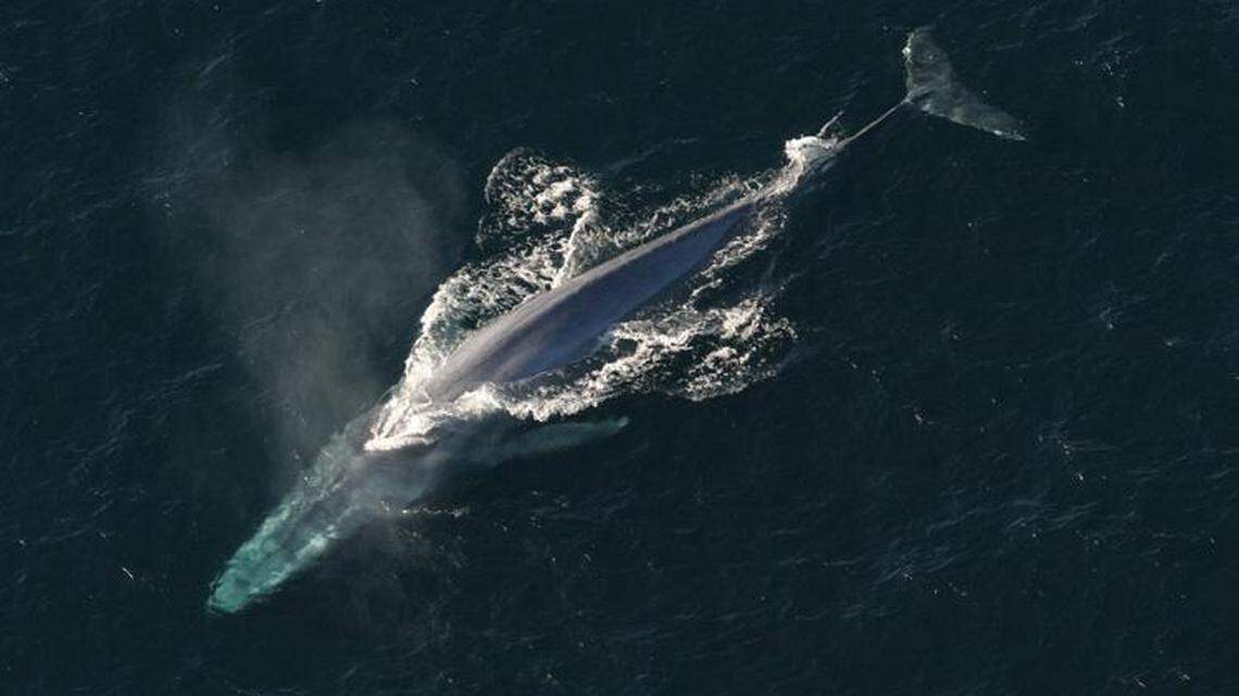 Blue whales are the largest creatures to ever live on planet Earth. They are also endangered.