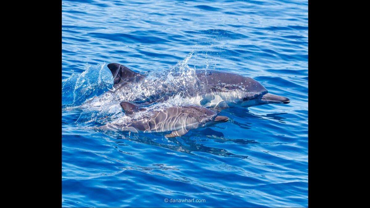 A pod of sea creatures were spotted off the coast of California, boaters said.