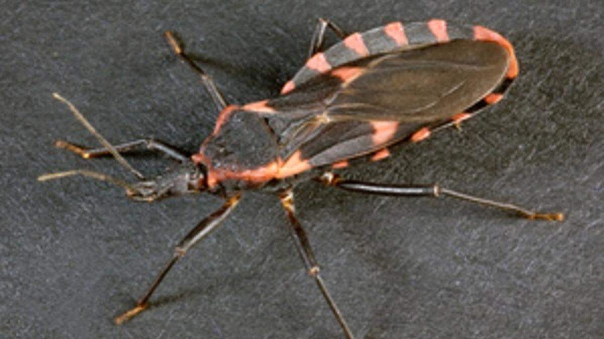 About 100,000 Californians could be infected with a potentially-deadly disease spread by kissing bugs — and not even know it.      