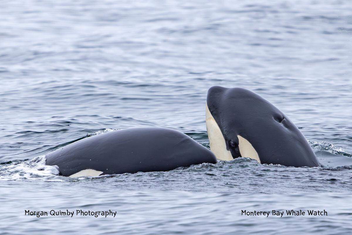Killer whales were spotted during a “cuddle puddle” off the California coast, a Monterey company said.