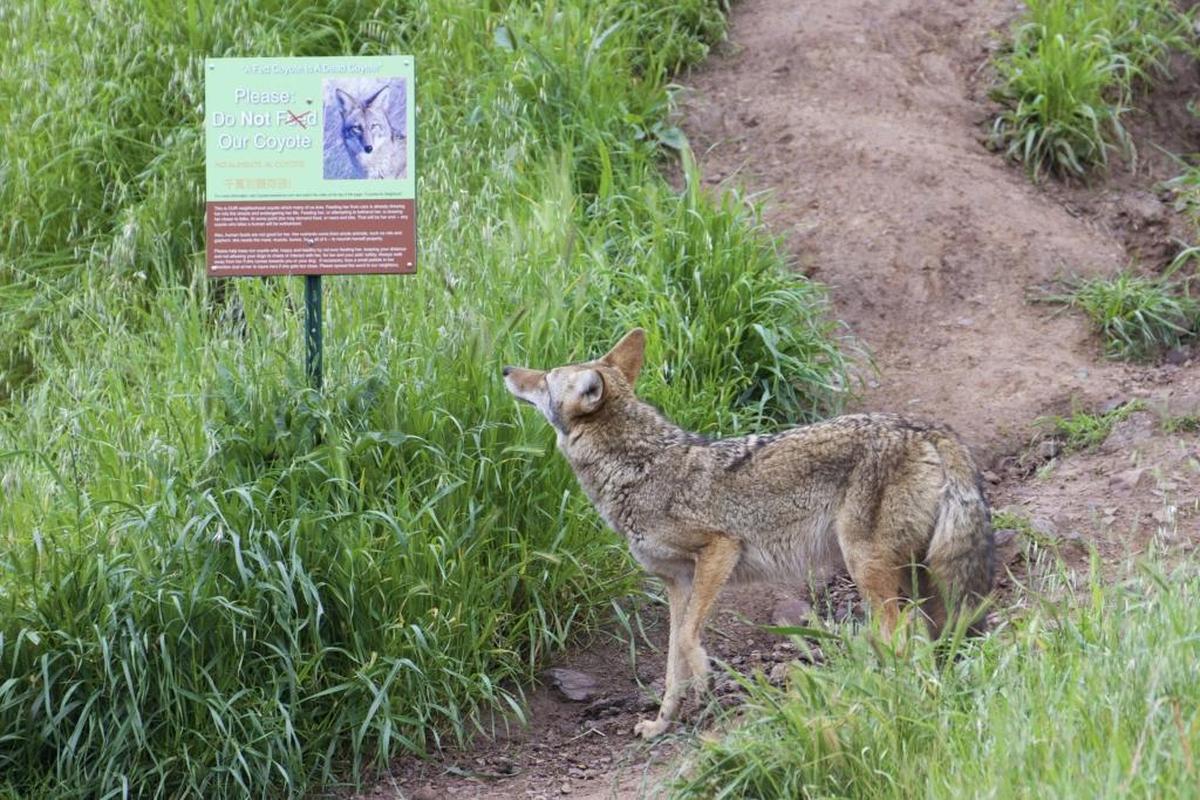 A coyote in a San Francisco park seems to observe a sign warning people not to feed coyotes on March 26 in San Francisco.