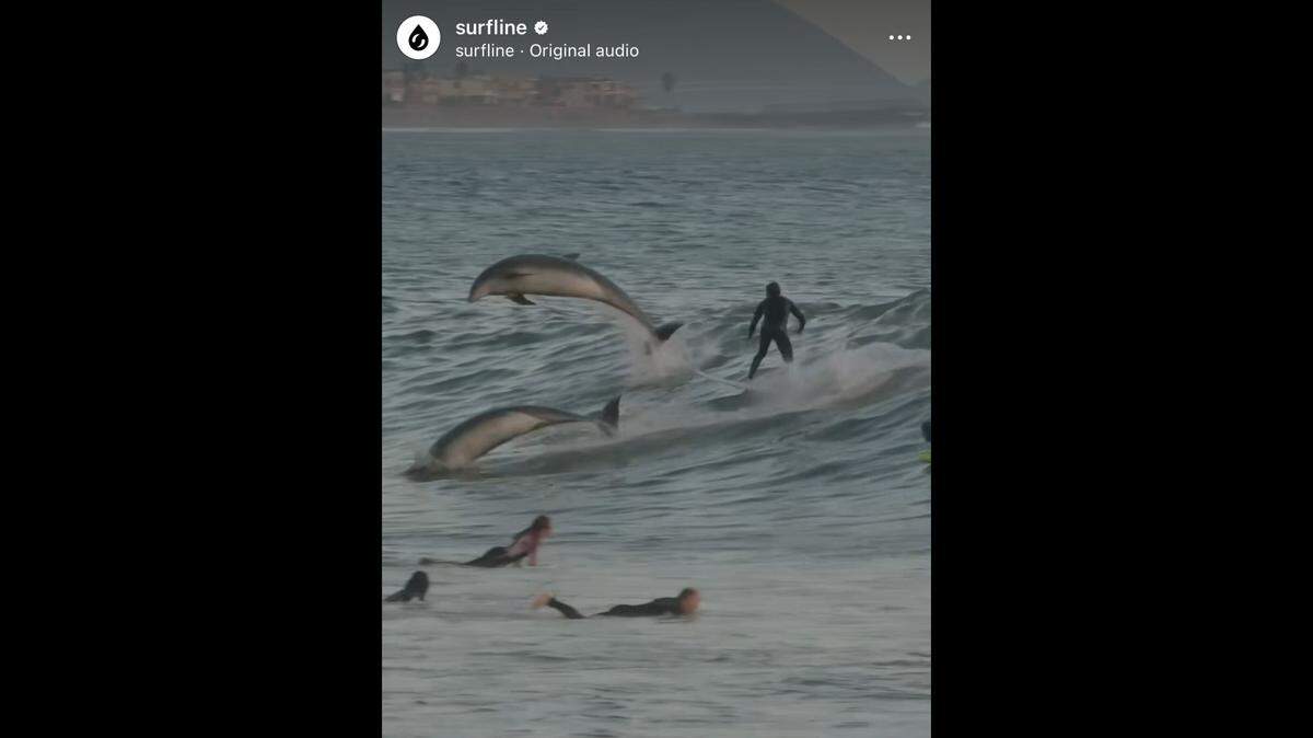 A group of dolphins were spotted catching waves with surfers in California.