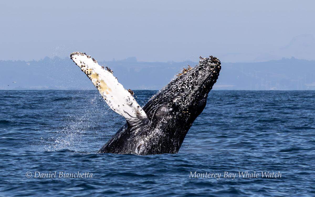 A group of humpback whales were seen feeding in California.