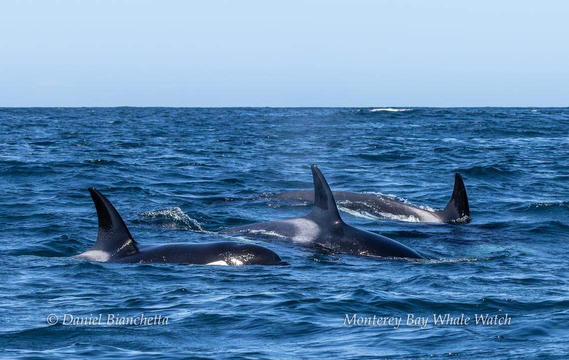 A group of orcas was seen hunting off the coast of California, a whale watching company said.