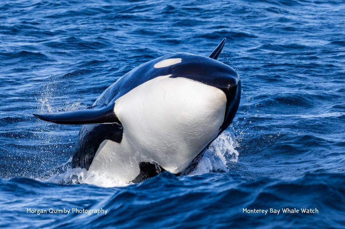 A killer whale was seen breaching off the coast of California, boaters said.
