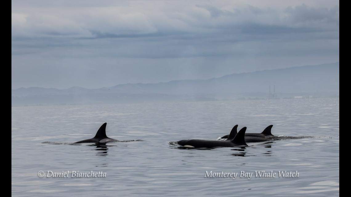 Louise and her three offspring: Stinger, Bee and Buzz.