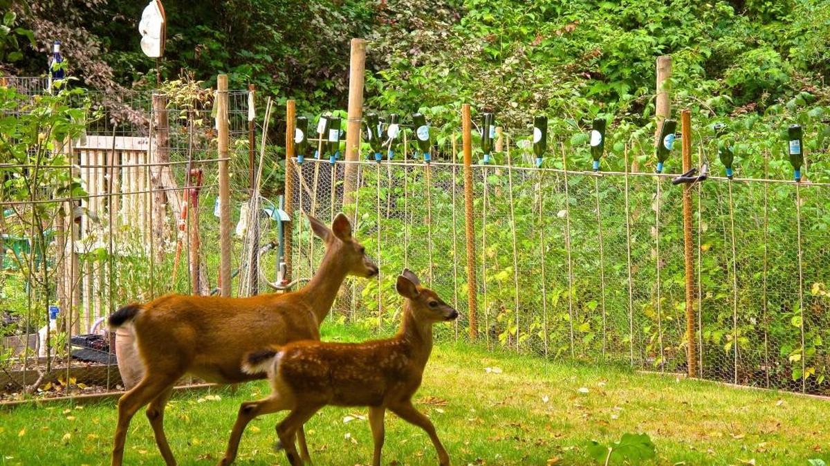 A blacktail doe and fawn approach a fenced garden. Gardening guru Marianne Binetti says when you’re ready to curse the deer that have been feeding on your tender plants, just be grateful they aren’t moose or bears.