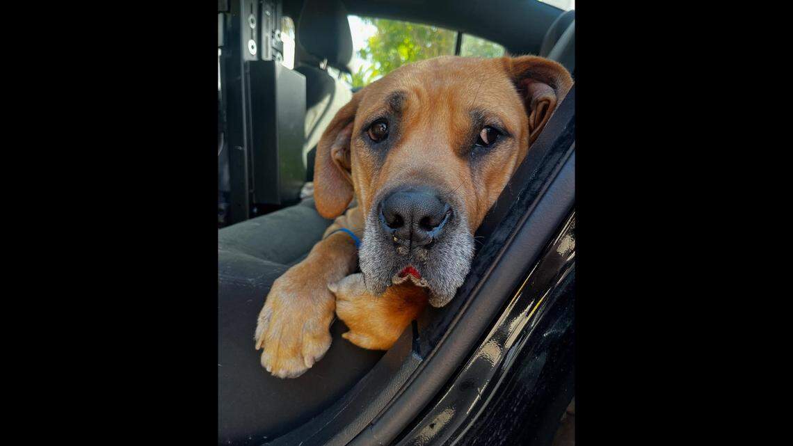 A motionless dog was rescued from a freeway in California, officials said.