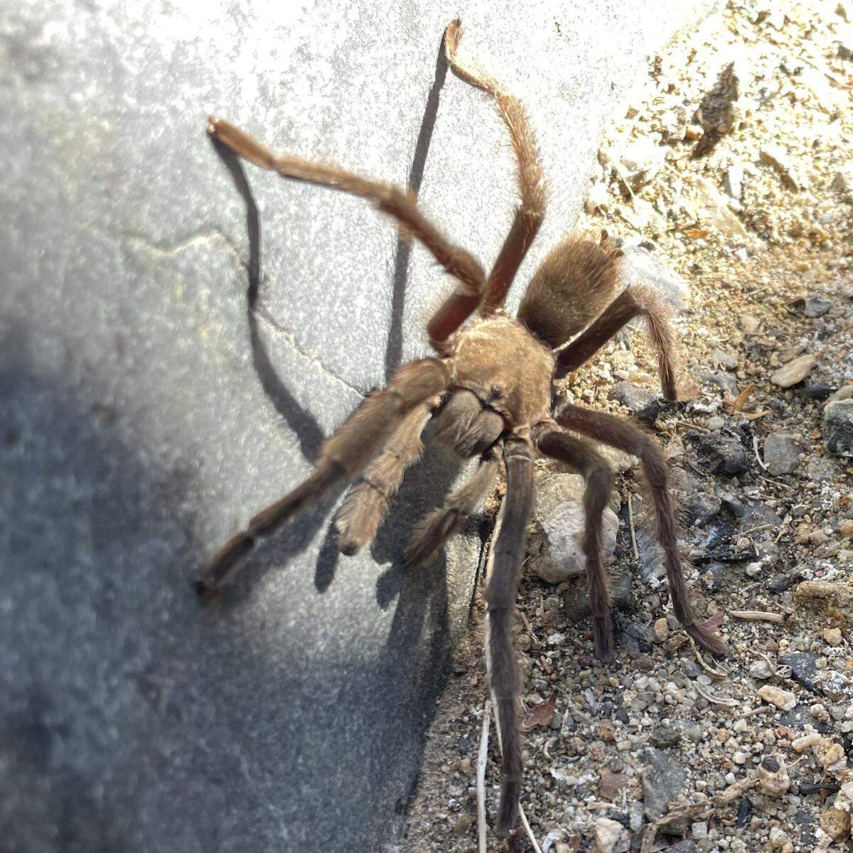 Tourists slammed their brakes to avoid hitting a tarantula as it creeped across a highway in Death Valley National Park and ended up causing a crash. This tarantula was spotted elsewhere in the park the same day.