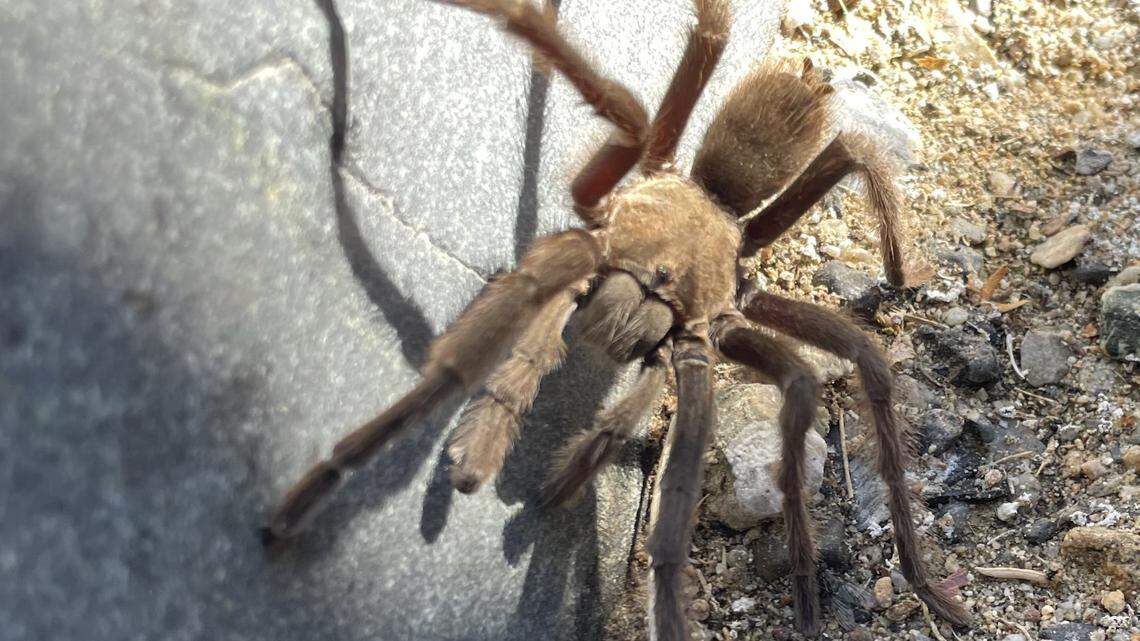 Tourists slammed their brakes to avoid hitting a tarantula as it creeped across a highway in Death Valley National Park and ended up causing a crash. This tarantula was spotted elsewhere in the park the same day.