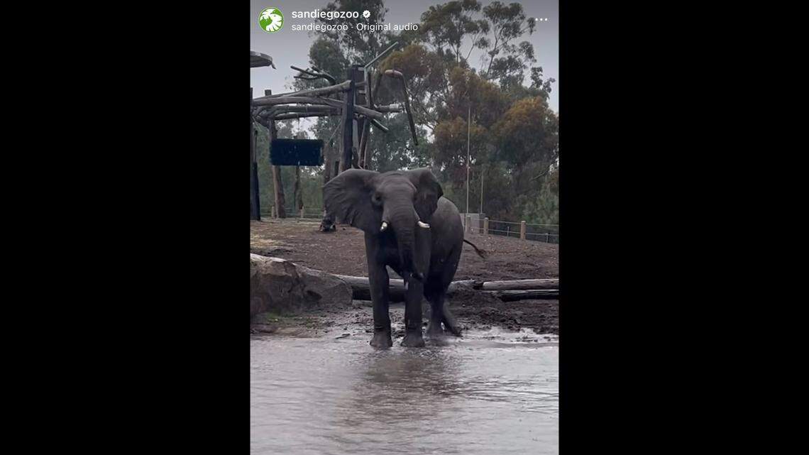 Nipho the elephant was caught playing in the storm’s aftermath at a California zoo.
