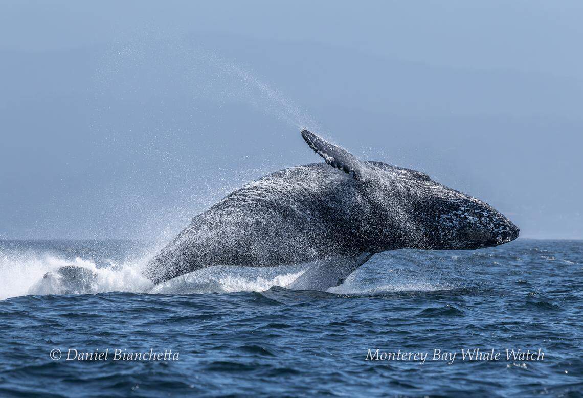 Sea creatures were spotted jumping from the water off the coast of California, boaters said.