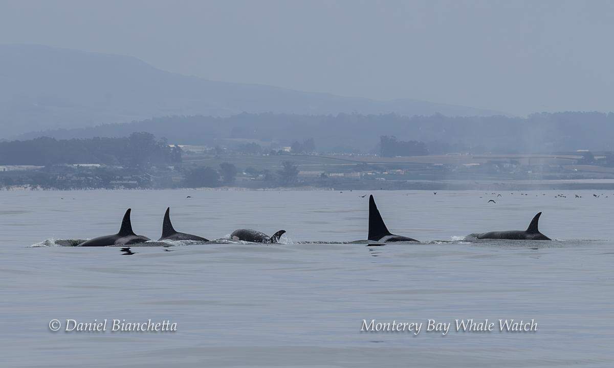 A group of orcas was seen off the coast of California, boaters said.
