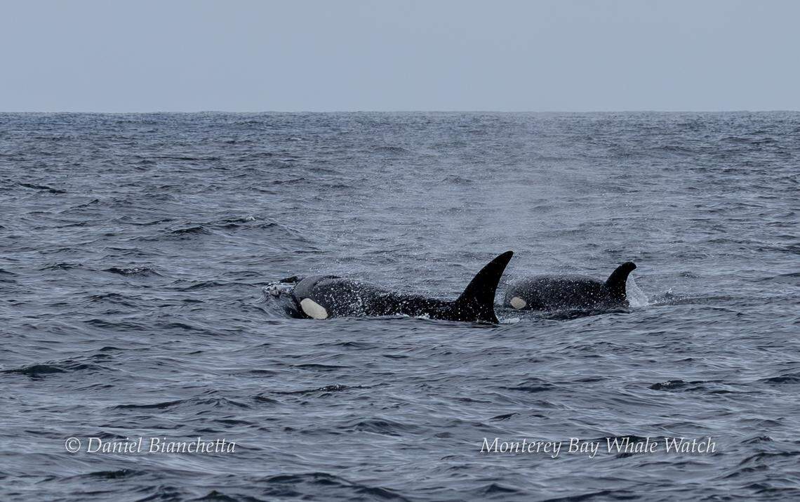 Killer whales were spotted hunting for their next meal off the coast of California.