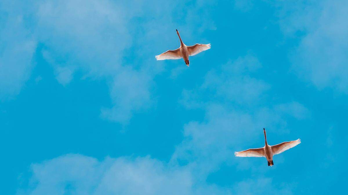 An iconic but destructive bird can soon be hunted year-round in California, thanks to a new law.