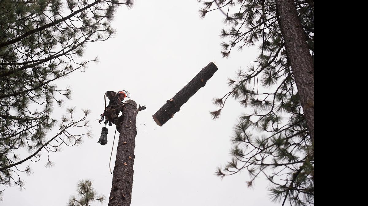 
Nearly 80 feet above ground and secured by a rope and spikes on his boots, Jesse Plourde pushes an 8-foot section of a ponderosa pine to the ground on Tuesday in South Lake Tahoe. 
