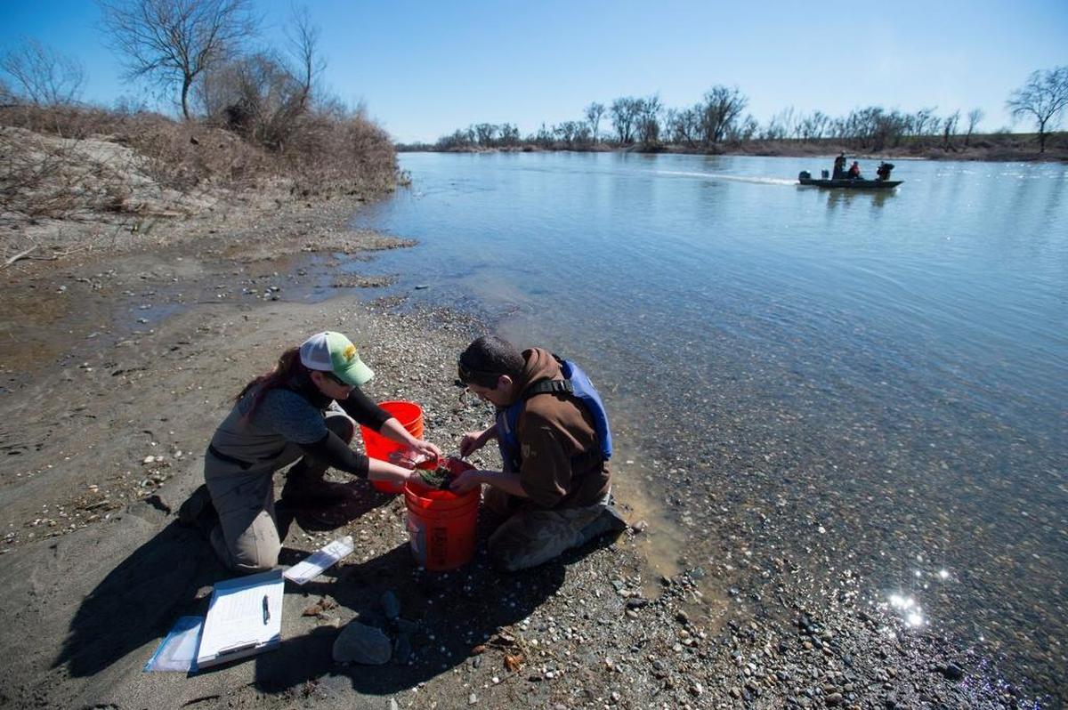 The sudden shutdown of water from Oroville Dam caused environmental havoc downstream. State biologists Alana Imrie, left, and Kevin Moncrief examine fish rescued in side pools from the receding water of the Feather River eight miles from the dam near Gridley on Feb. 28.