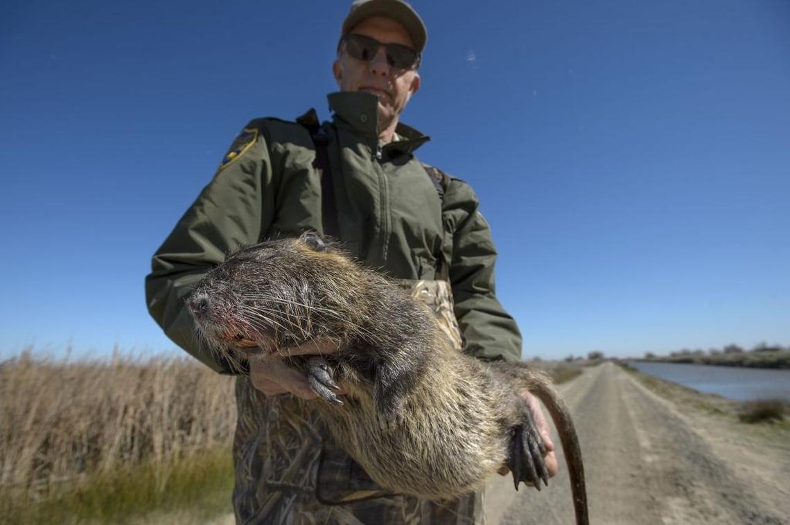 California Department of Fish and Wildlife senior wildlife biologist Greg Gerstenberg holds a nutria caught near Gustine in February 2018.