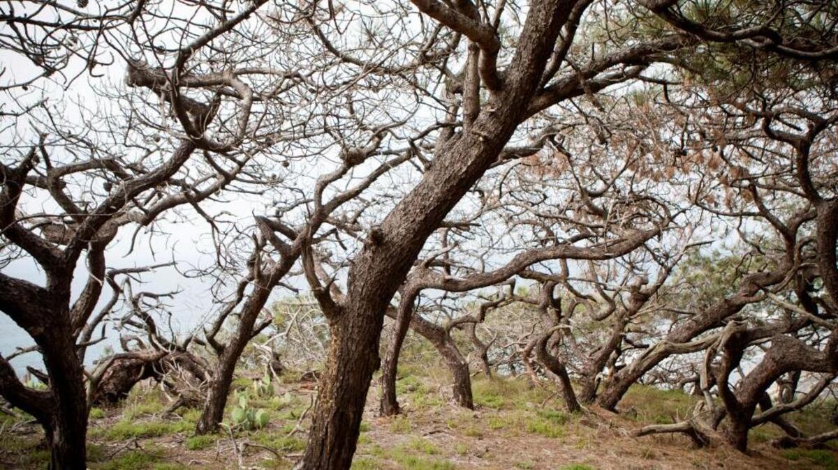 Bark Beetles have wrecked havoc for Torrey Pines trees at Torrey Pines State Natural Reserve in San Diego, Calif. Drought conditions have made the trees especially vulnerable over the past few years.