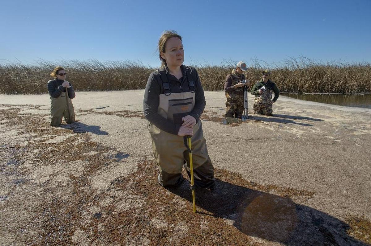 California Department of Fish and Wildlife Senior Environmental Scientist Valerie Cook Fletcher wades through wetlands near Gustine in search of nutria, a large aquatic South American rodent between the size of a muskrat and a beaver, that pose a serious environmental threat to the estuary because their destructive feeding and burrowing habits.