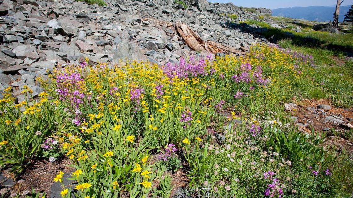 
Wildflowers flourish along a trail below the summit of Mt. Tallac in Lake Tahoe in summer 2013. Mt Tallac is one of the iconic hikes in Tahoe. UC Davis researchers, in a report published Monday, found that dry, hot weather has caused wildflower diversity to decline.