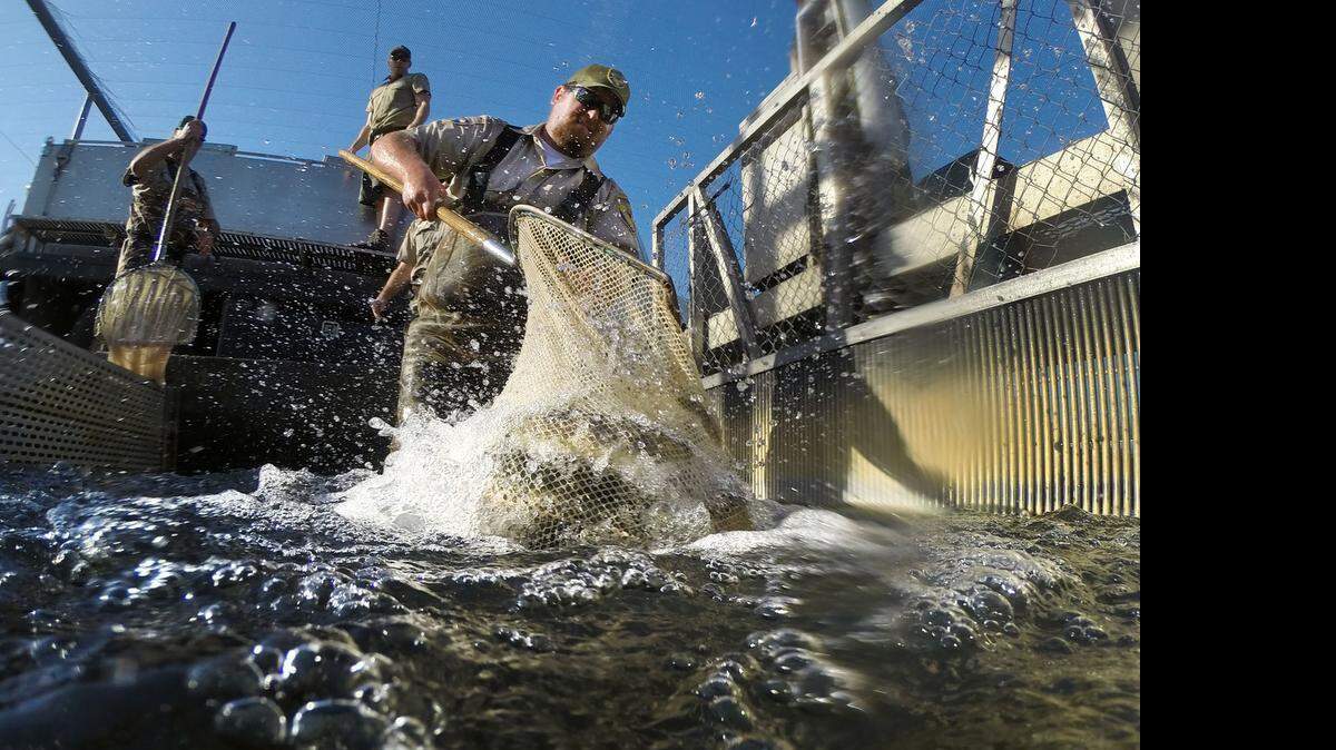
Kevin Alberts, a technician with the California Department of Fish and Wildlife, nets young rainbow trout at the American River Fish Hatchery on Tuesday. 
