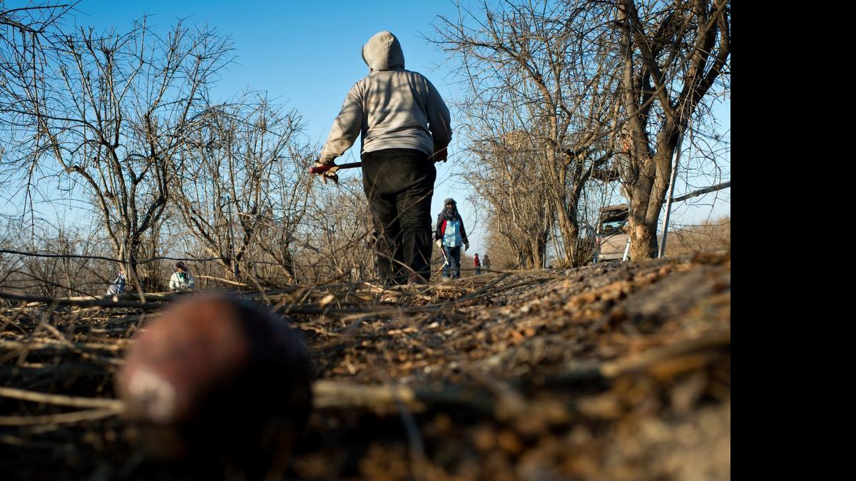 
Farmworkers cut the shoots from undesirable rootstocks on a pomegranate tree in Mendota. Most land fallowed in California’s four-year drought had been devoted to crops such as hay and wheat that do not require a lot of workers. Vegetables, nuts and berries, which require more workers, have increased in production. 
