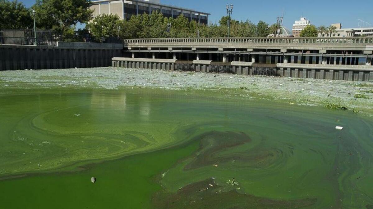 Algae seen at the Stockton Marina in 2016. Officials issued a warning for Horseshoe Lake in Chico while they test what may be toxic algae.