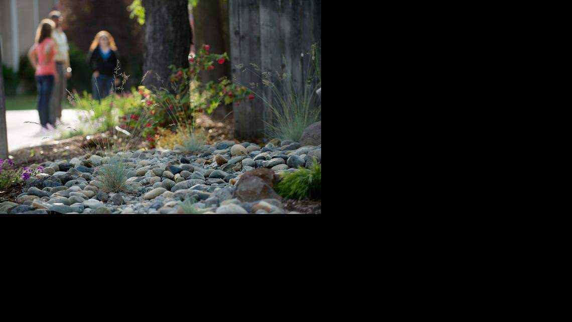 
Drought resistant landscaping at the home of Marc and Jeana Kenyon in Roseville on Thursday, April 9, 2015. These families have cut their water use by more than 80 percent mostly by ripping up their large front lawn and replacing it with drought-resistant plants. Roseville has become one of the best in the region for residential water conservation.
