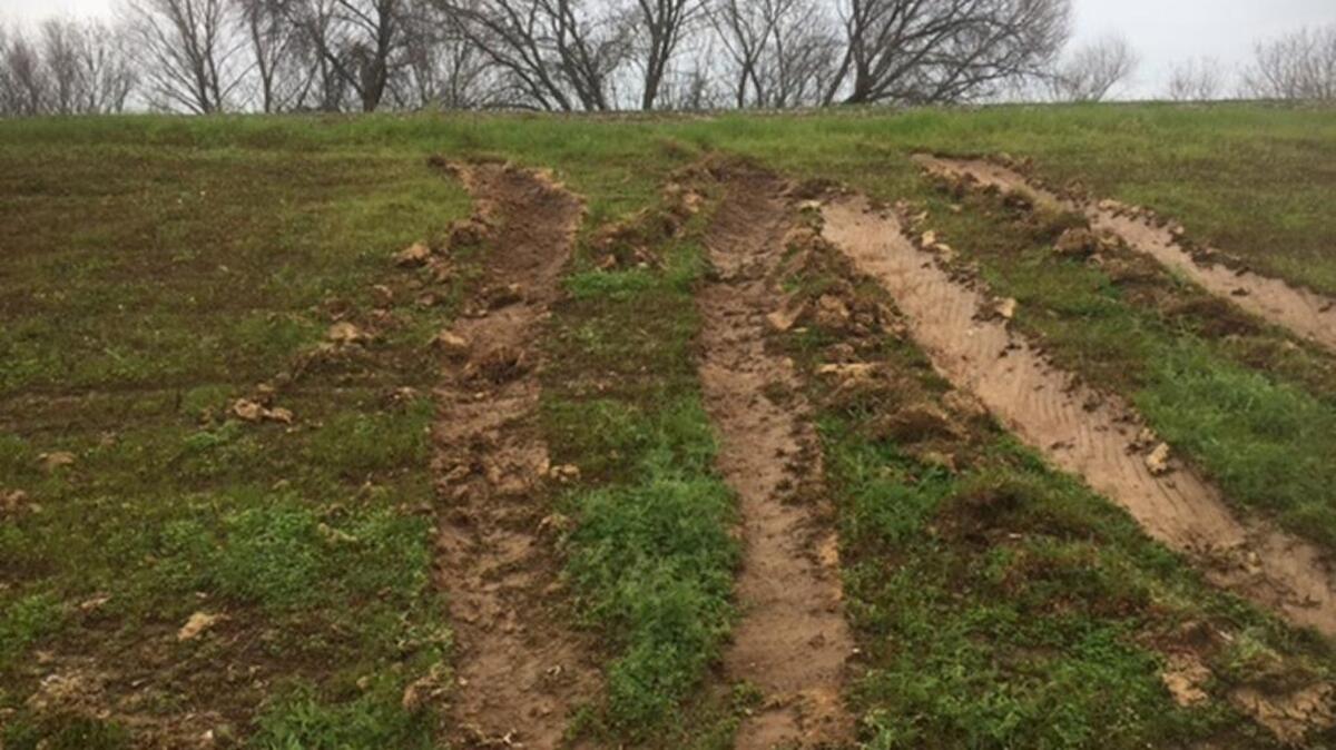 Tracks from illegal off-road driving along a levee on the West Sacramento side of the Sacramento River. Residents are concerned that the activity could cause damaging erosion of levees that are already under heavy pressure from high river flows.